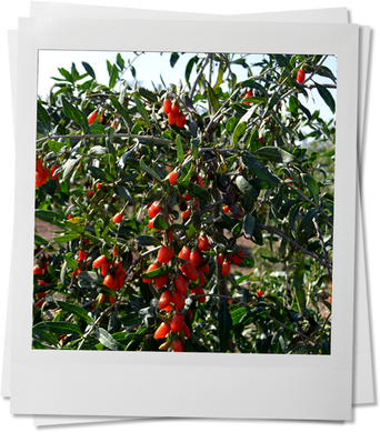 By innovation with unique ingredients such as frozen goji berries of TOPINGREDIENTS, productdevelopment ca be successful. 